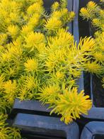 Sedum Vaste Planten - Bodembedekkers voor Droge Grond, Ophalen of Verzenden