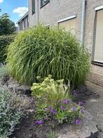 Grote siergras plant, Ophalen of Verzenden, Halfschaduw