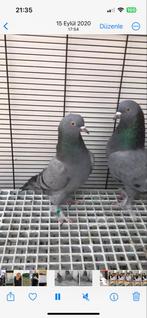 Takla duiven, Meerdere dieren, Postduif