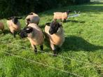 Suffolk  schapen ooien, Dieren en Toebehoren, Vrouwelijk, Schaap
