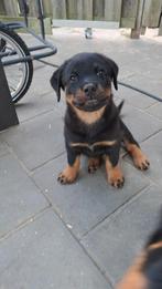 Rottweiler pups mogen naar nieuw huisje, Rabiës (hondsdolheid), 8 tot 15 weken, Groot, Meerdere