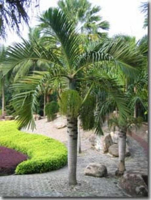 5 x Hyophorbe Verschaffeltii palm boom zaden, Tuin en Terras, Bloembollen en Zaden, Zaad, Gehele jaar, Ophalen