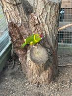 2 jonge roodvoorhoofd kakariki’s, Dieren en Toebehoren, Vogels | Parkieten en Papegaaien, Meerdere dieren, Parkiet, Geringd