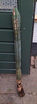 Cactus  95 cm. Hoog, Ophalen, Volle zon, Overige soorten, Minder dan 100 cm