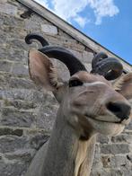 Koedoe taxidermie, Ophalen of Verzenden, Nieuw, Insect, Opgezet dier