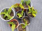 Varens, Tuin en Terras, Planten | Tuinplanten, Ophalen of Verzenden, Bloeit niet, Varens, Halfschaduw