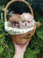 Pomeriaan puppy, Dieren en Toebehoren, Particulier, 8 tot 15 weken, Buitenland, Meerdere