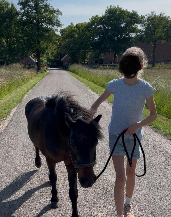 Lease pony gezocht (omgeving, Delden, Goor, Borne, Hengelo), Dieren en Toebehoren, Stalling en Weidegang