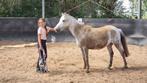 Pony verzorgster aangeboden, Verzenden
