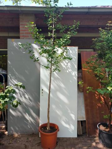 Ginkgo biloba beschikbaar voor biedingen