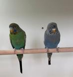 Blackface parkieten koppel en man, Meerdere dieren, Parkiet