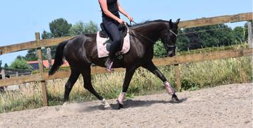 SUPERbrave, 8 jarige merrie 100% rontgen ok beschikbaar voor biedingen