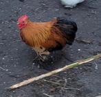 Cochinkriel haan gratis, Dieren en Toebehoren, Pluimvee, Mannelijk, Kip