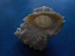 Schelpen: Bursa thersites Redf. gem- 57mm, Verzenden, Schelp(en)