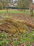 Knotwilgen Takken - Ideaal voor Vlechtwerk!, Ophalen