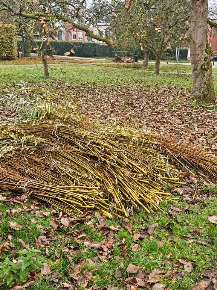 Knotwilgen Takken - Ideaal voor Vlechtwerk!, Tuin en Terras, Palen, Balken en Planken, Ophalen
