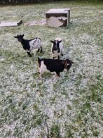 Geiten, Dieren en Toebehoren, Schapen, Geiten en Varkens, Vrouwelijk, Geit