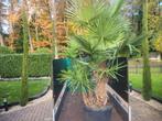 Palmboom multistam super mooie grote, Tuin en Terras, Planten | Bomen, Ophalen