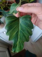 Philodendron Xanadu variegata, Ophalen of Verzenden, Halfschaduw, Minder dan 100 cm