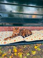 Full Pedigree Bengal Cat (URGENT), Kater, Gechipt, 6 jaar of ouder