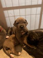Prachtige cane corso pups beschikbaar, Dieren en Toebehoren, Rabiës (hondsdolheid), Overige rassen, 8 tot 15 weken, Meerdere