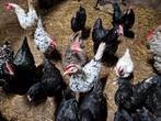 Kippen en hanen voor de slacht, Dieren en Toebehoren, Pluimvee, Meerdere dieren, Kip