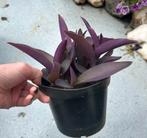 Tradescantia Pallida Purple heart, Ophalen of Verzenden, Overige soorten, Minder dan 100 cm