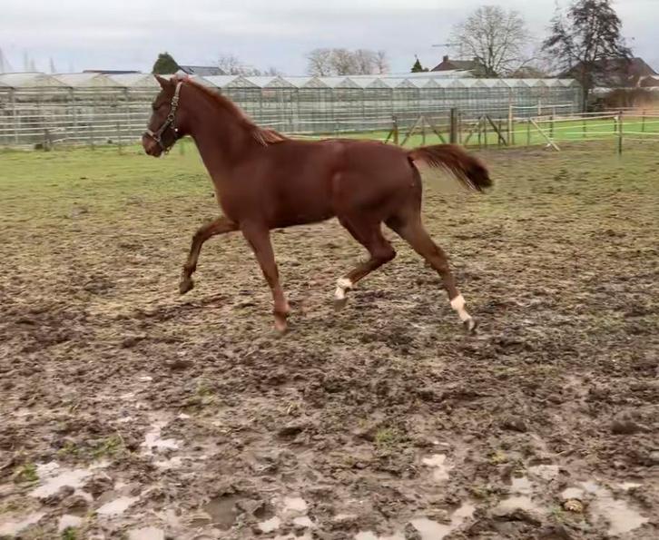 Mooie 2-jarige merrie, Dieren en Toebehoren, Paarden, Merrie, Onbeleerd, 160 tot 165 cm, 0 tot 2 jaar, Dressuurpaard, Met stamboom