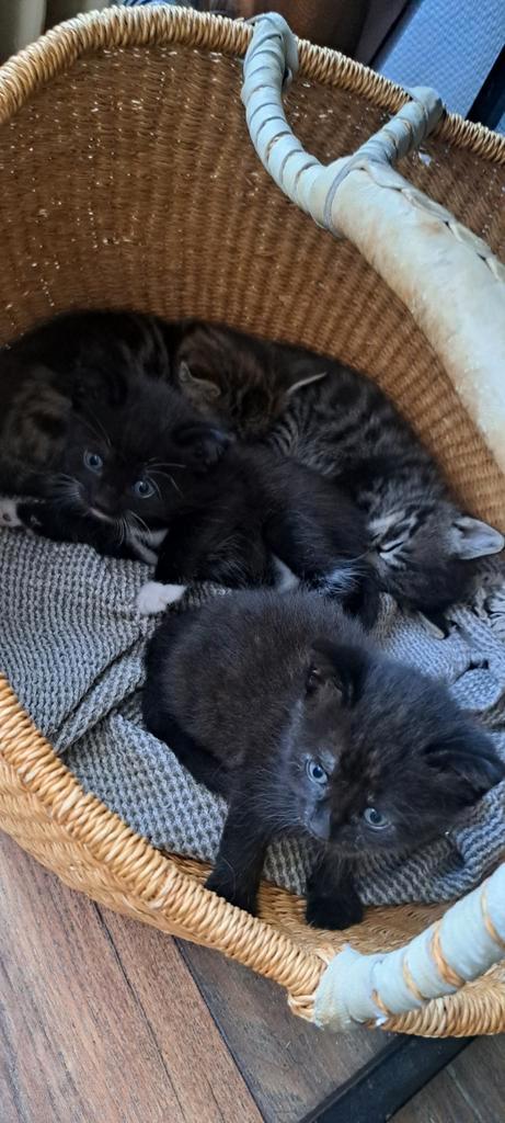 Kittens, Dieren en Toebehoren, Katten en Kittens | Overige Katten