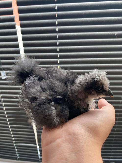 Zijdehoen Kuiken (hen) te koop, Dieren en Toebehoren, Pluimvee