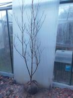 Cornus kousa chinensis, Tuin en Terras, Ophalen, Halfschaduw, Overige soorten, Lente