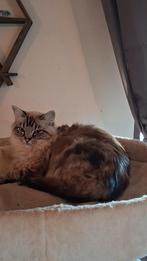 Ragdoll (fok) poes, Poes, Gechipt, 3 tot 5 jaar
