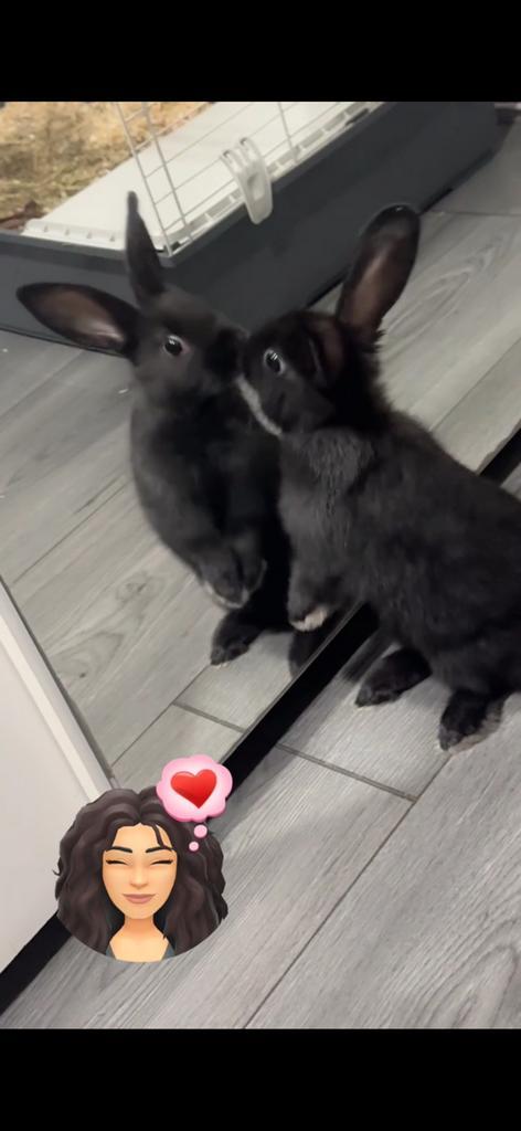 Konijn, Dieren en Toebehoren, Konijnen, Vrouwelijk