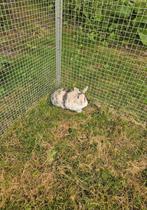 konijn, Dieren en Toebehoren, Konijnen