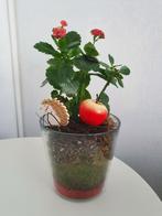 Kalanchoe rood in glazen vaas met decoratie vetplant, Huis en Inrichting, Kamerplanten, Minder dan 100 cm, In pot, Bloeiende kamerplant