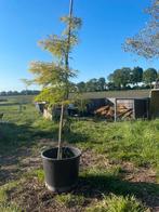 Tekoop aangeboden Japanse esdoorns (Acer Palmatum)., Ophalen of Verzenden, Halfschaduw
