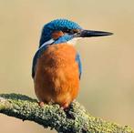 Vogelcafe Heiloo 18 jan 2026, Dieren en Toebehoren