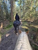 Buitenrit paardrijden Utrechtse Heuvelrug, Diensten en Vakmensen, Dieren | Paarden | Verzorging, Oppas en Les