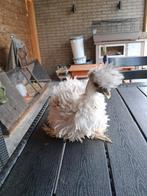 USA Zijdehoender haantje, Dieren en Toebehoren, Vogels | Overige Vogels, Mannelijk, Tropenvogel