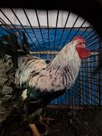 TRIO ZILVERPATRIJS  WYANDOTTE GROOT, Dieren en Toebehoren, Pluimvee, Meerdere dieren, Kip
