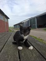 Lieve Boerderij kittens, Meerdere dieren