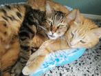 POENIX & MANGO 6jr. Gezellige lieve kroelers/koppeltje, Dieren en Toebehoren, Katten en Kittens | Overige Katten, Meerdere dieren
