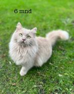 Ragdoll kater fawn solid (beige /zeldzaam) 8 mnd. Stamboom, Dieren en Toebehoren, Katten en Kittens | Raskatten | Langhaar, Kater