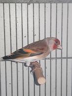 Putter kanarie 2025, Mannelijk, Bastaard