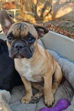 Franse bulldogs, Particulier, 15 weken tot 1 jaar, Reu, Buitenland
