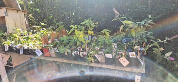 Biologische Tuinplanten - Diverse Soorten beschikbaar voor biedingen