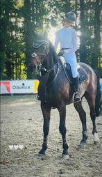 allround ruin, Dieren en Toebehoren, Paarden, Springpaard, 175 cm of meer, Met stamboom, Ruin