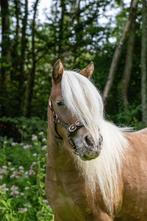 Shetlander merrie appoloosa en hengst veulen, Dieren en Toebehoren, Pony's, Merrie, Gechipt, Niet van toepassing, A pony (tot 1.17m)