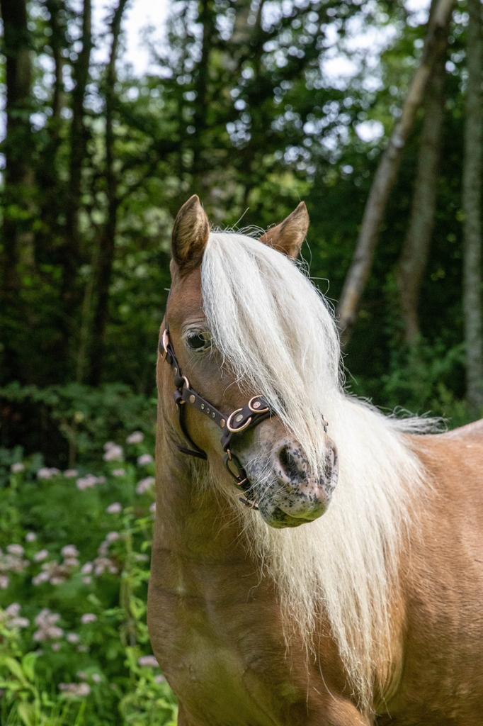 Shetlander merrie appoloosa en hengst veulen, Dieren en Toebehoren, Pony's, Merrie, Niet van toepassing, A pony (tot 1.17m), Recreatiepony
