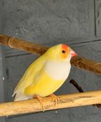 Gouldamadine pop, Dieren en Toebehoren, Vogels | Overige Vogels, Vrouwelijk, Tropenvogel